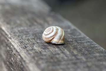 snail on a leaf