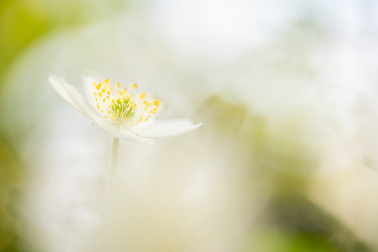 Wild Or Wood Anemone - Anemone Nemorosa