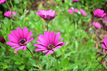 Obraz premium Purple flowers in the garden