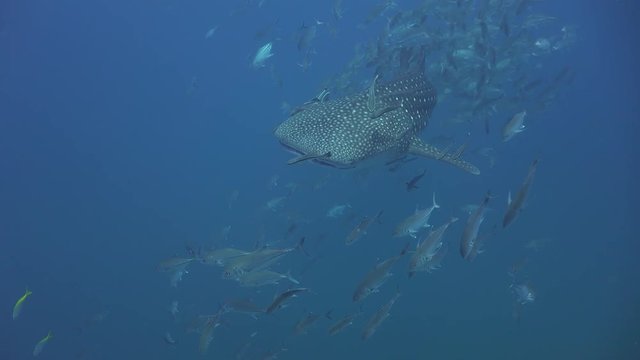 Whale shark passed camera very close 