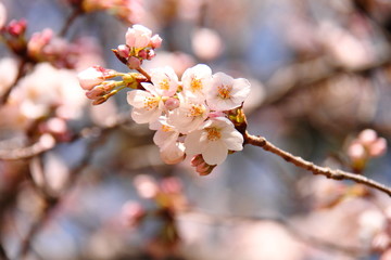 桜142