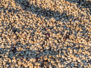 Fresh raw coffee beans is drying