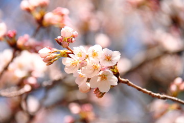 桜143