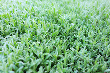 green grass with water drops