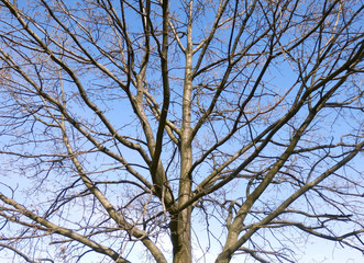 Fototapeta na wymiar Naked winter tree branches and blue sky