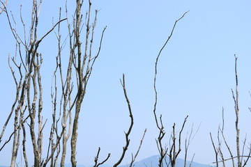 空と枝