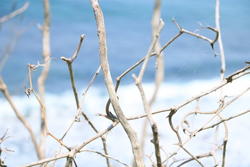 哀愁の海