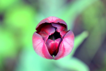 pink tulip on green background