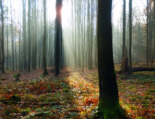 Color detail photography of beautiful morning foggy forest in sunrise