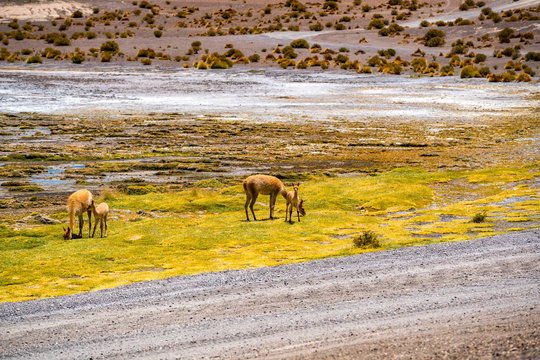 Vicunas grazing on the shore of Canapa Lake at Bolivian Plateau