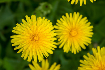 dandelion flowers top view