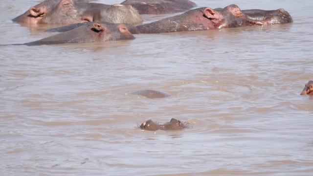 Funny Baby Hippos Play In Water Of River Pool Diving And Biting In The Manger