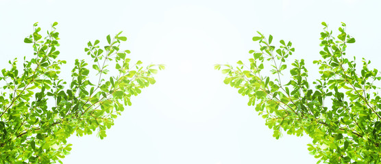 Earth Day concept: green leaves and branches on white background for abstract texture environment nature