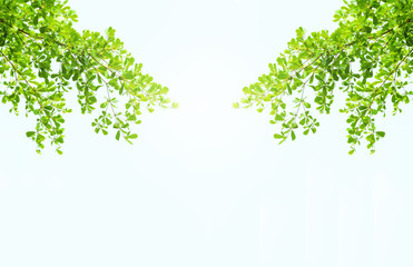 Fototapeta premium Earth Day concept: green leaves and branches on white background for abstract texture environment nature