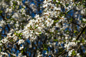 cherry twigs with white flowers - 267225204