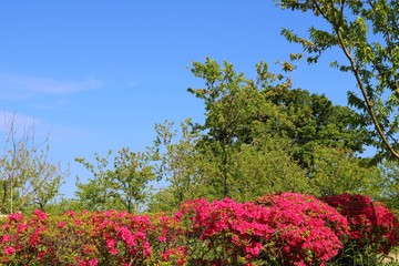 風景　春　緑　つつじ　茨城