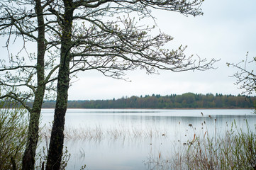 Obraz premium Glacial lake Seliger in spring. landscape. The branches of a tree with young leaves against the backdrop of the lake.