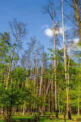 Landscape of dead trees in spring in Ukraine. The forest area is infected with bark beetle.