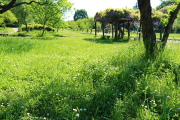 風景　新緑　野原　公園　茨城