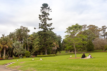Fototapeta premium Australian park scene with young couple picnicking and enjoying company of White Ibis birds.