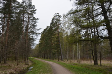 Road in the park