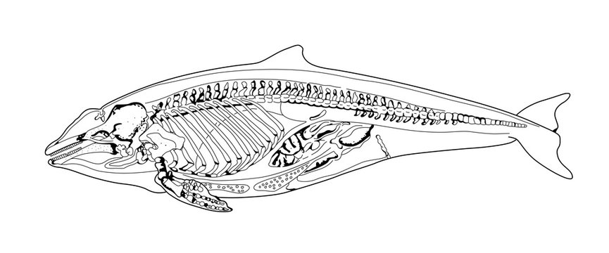Cetacean bones structure sketch. Dolphin, whale. X ray mammal. Sketch style black and white illustration.