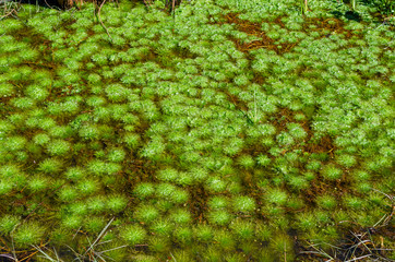 the carpet in the water of the marsh plants