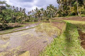 Rice fields at Gunung Kawi temple in Bali, Indonesia