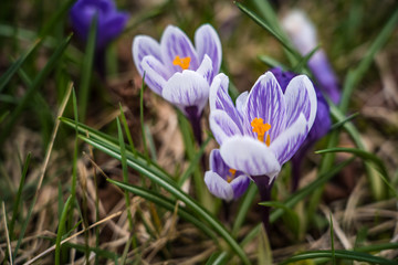 Spring flowers in Nova Scotia.