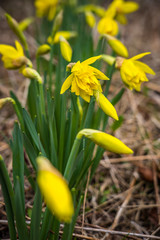 Spring flowers in Nova Scotia.