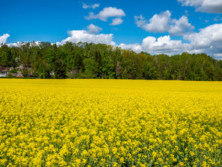Obraz premium gelbes Rapsfeld im Frühling mit Blauen Himmel