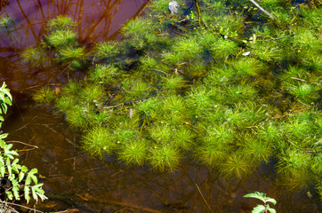 red water swamps with green plants - 267226845