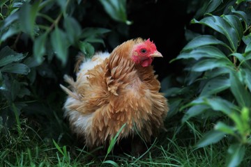 Farm chiken