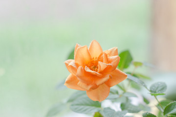 Beautiful peach tea rose from top view