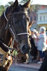 Obraz premium The tradition and Folk of Sardinia