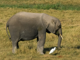 Naklejka na ściany i meble a young elephant feeding and an egret at amboseli, kenya