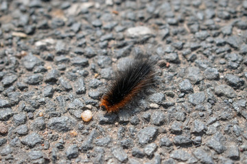 Caterpillar on road