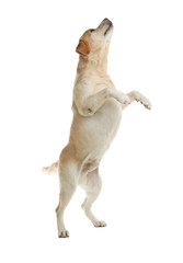 Yellow labrador retriever jumping on white background