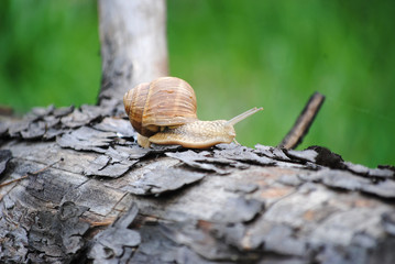 snail on leaf