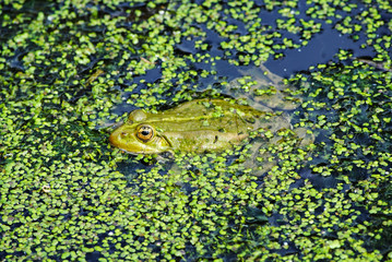 frog in pond