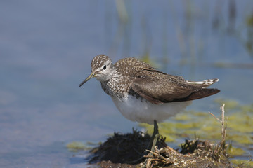 The green sandpiper (Tringa ochropus) stands on the shore of a pond. Close-up and detailed photo