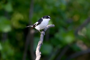 Close-up portrait of a male collared flycatcher (Ficedula albicollis) sitting on a branch against a blurred background. Tick struck under the bird's beak
