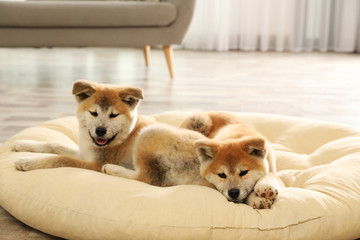 Cute akita inu puppies on pet pillow indoors