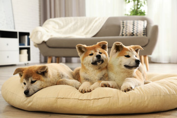 Cute akita inu puppies on pet pillow indoors