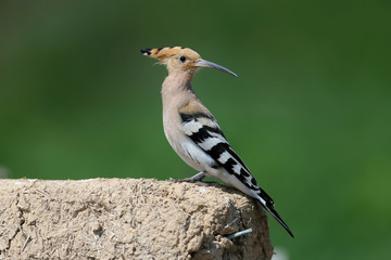 Close-up and detailed photo of the hoopoe sitting on a pile of construction waste on a beautiful blurred background © VOLODYMYR KUCHERENKO