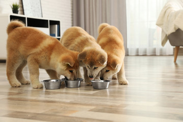 Cute akita inu puppies eating from bowls at home - obrazy, fototapety, plakaty