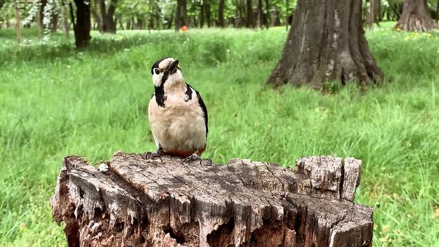 Wildlife video of forest bird, Dendrocopos major hammering a dry rotten stump in search of larvae. Great Spotted Woodpecker in spring or summer park.