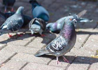 Pigeons on the street in downtown Aberdeen