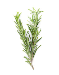 Fresh green rosemary twigs on white background, top view