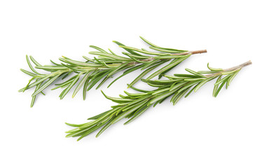 Fototapeta premium Fresh green rosemary twigs on white background
